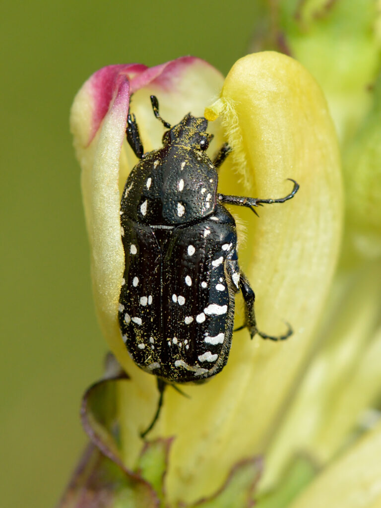 Oxythyrea funesta (Oxythyrea funesta)