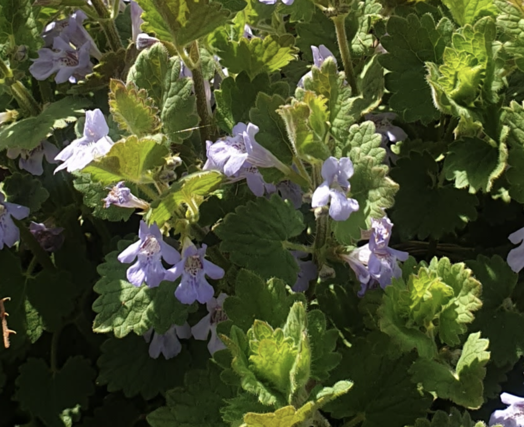 glechoma-hederacea