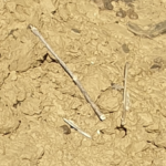 Hydrologie régénérative : comment ralentir la dénutrition des sols naturellement