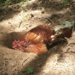 Le renard a mangé une poule il est calé pour combien de temps ?