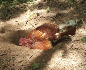 Le renard a mangé une poule il est calé pour combien de temps ?
