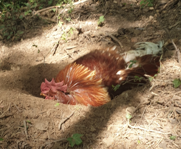 le-renard-a-mange-une-poule-il-est-cale-pour-combi