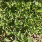 Ortie dioïque, Grande ortie