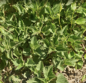 Ortie dioïque, Grande ortie