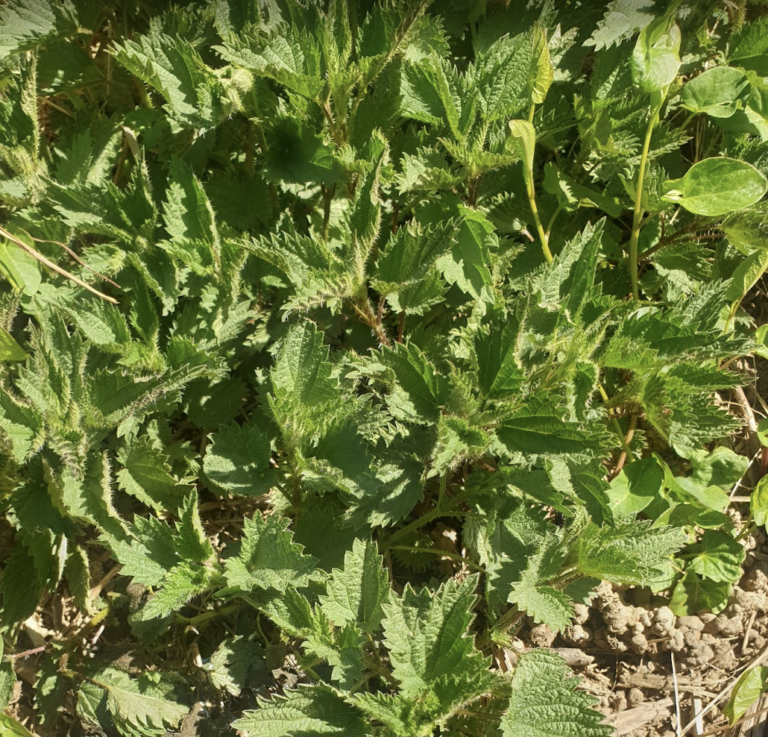 ortie-dioique-grande-ortie