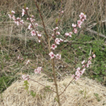 Pêcher, Nectarinier, Brugnonier