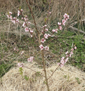 Pêcher, Nectarinier, Brugnonier