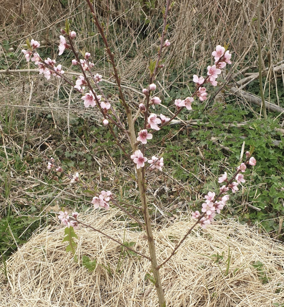 pecher-nectarinier-brugnonier