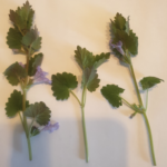 Pourquoi on appelle le lierre terrestre lierre ?