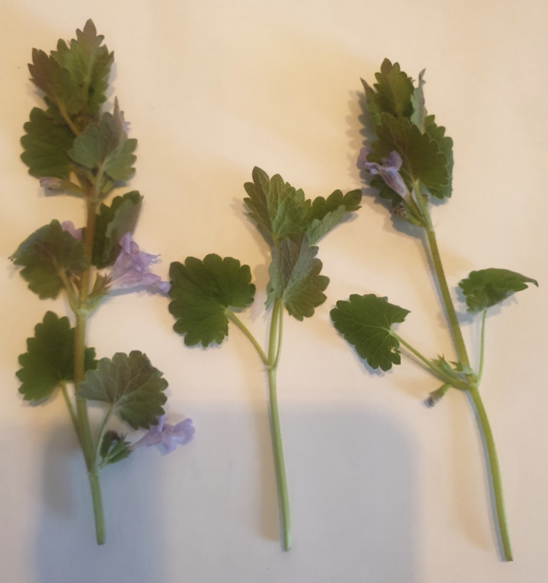 pourquoi-on-appelle-le-lierre-terrestre-lierre