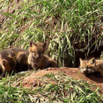 Quand observe-t-on les naissances de petits renards ?