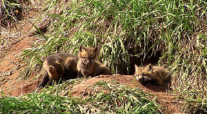 Quand observe-t-on les naissances de petits renards ?