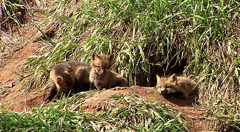 quand-observe-t-on-les-naissances-de-petits-renard