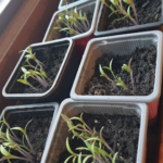 Quand repiquer les tomates ? Le bon moment pour séparer les plantules