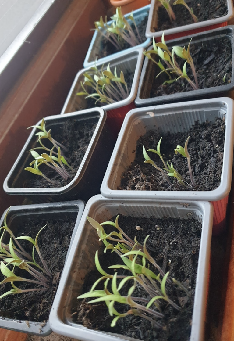 quand-repiquer-les-tomates-le-bon-moment-pour-sepa