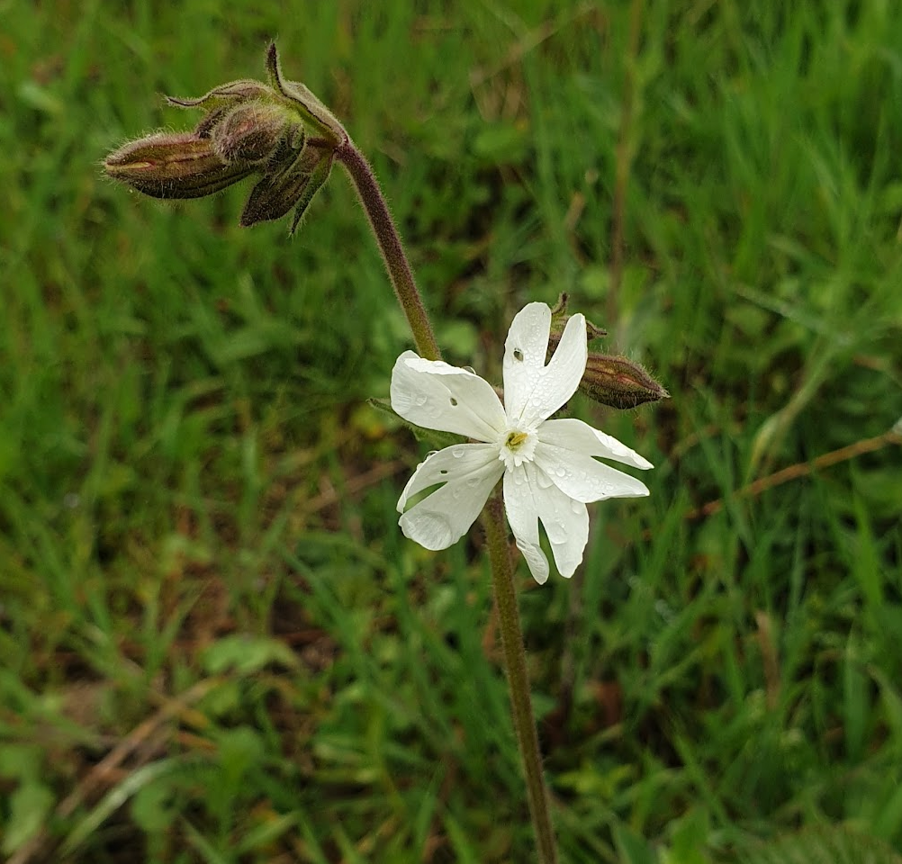 silene-latifolia