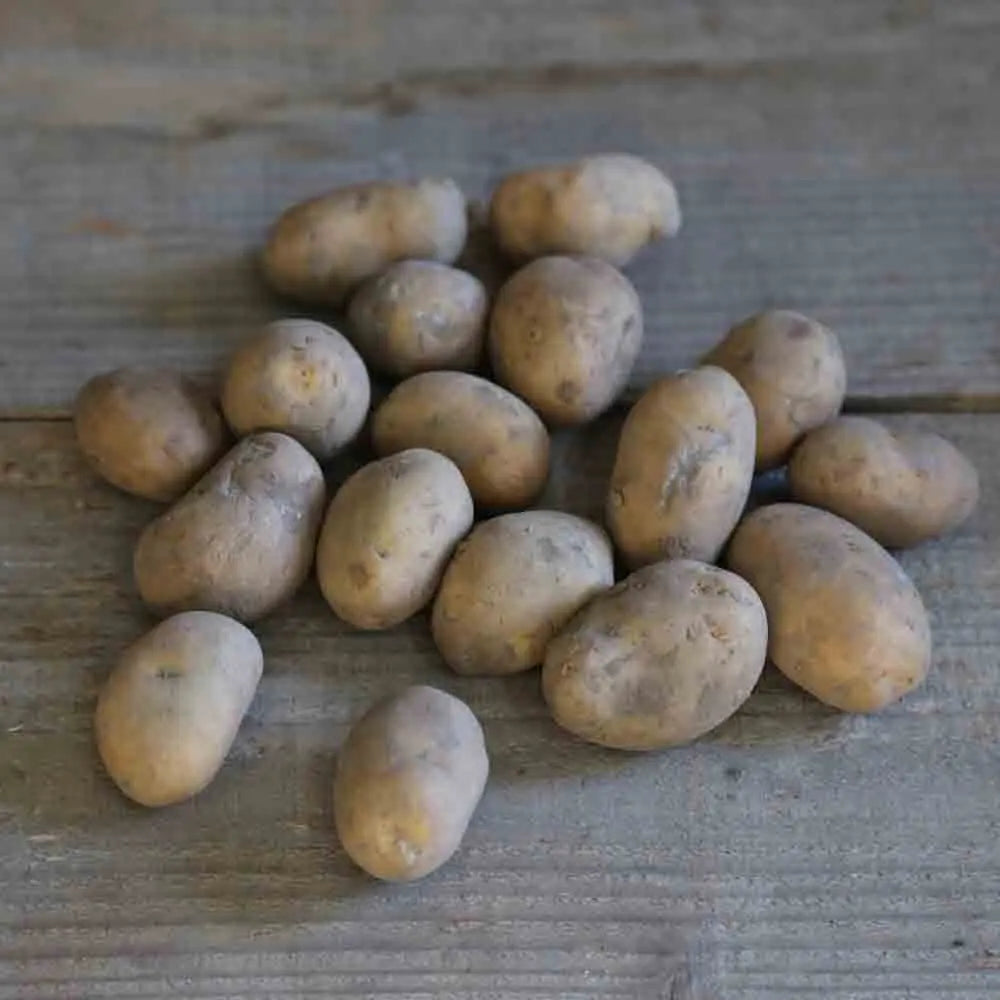 Agria, Solanum tuberosum L.