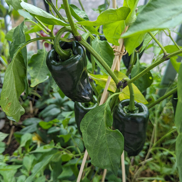 Ancho, Capsicum annuum L.