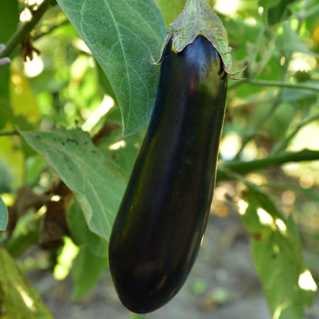 Baluroi, eggplant.