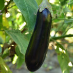 Baluroi, Solanum melongena L.