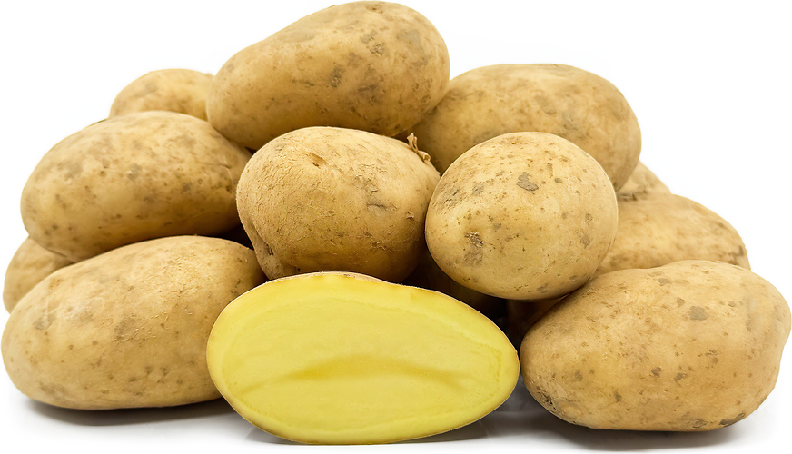 Bintje, Solanum tuberosum L.