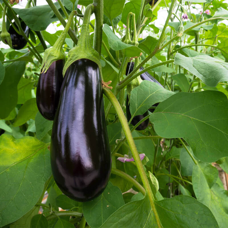 Black Beauty, Solanum melongena L.