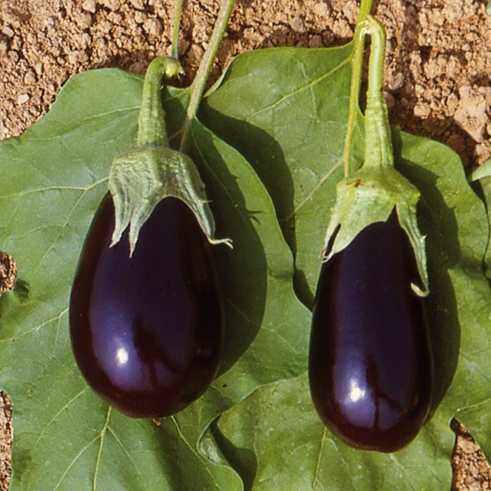Bonica, eggplant.