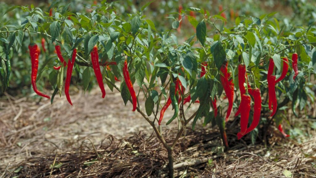 Cayenne, Capsicum annuum L.