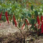 Cayenne, Capsicum annuum L.