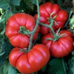 Marmande