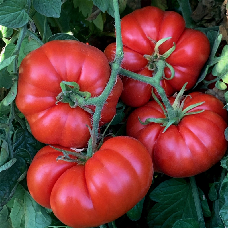 Marmande
