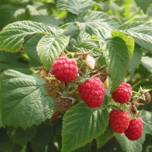 Meeker Raspberry