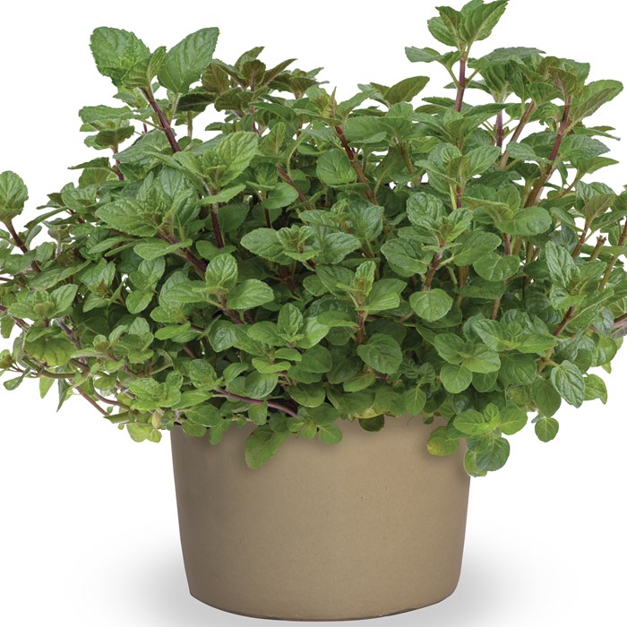 Mentha x piperita