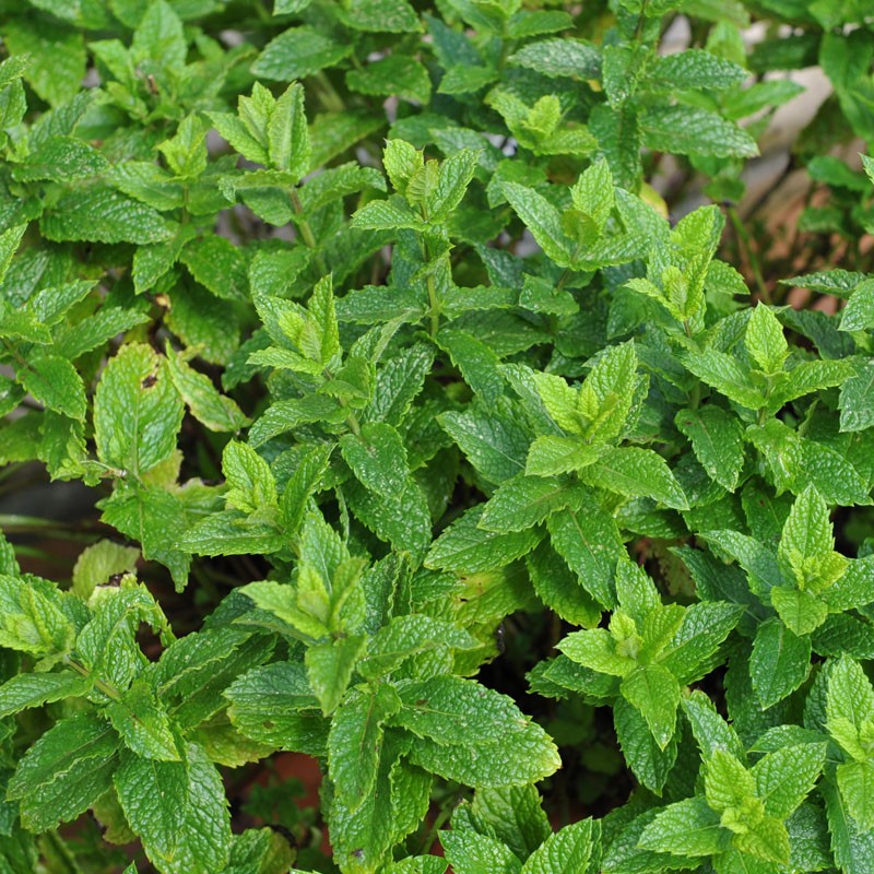 Moroccan mint