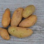 Ratte, Solanum tuberosum L.