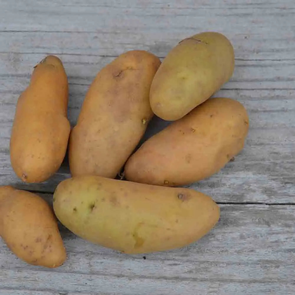 Ratte, Solanum tuberosum L.