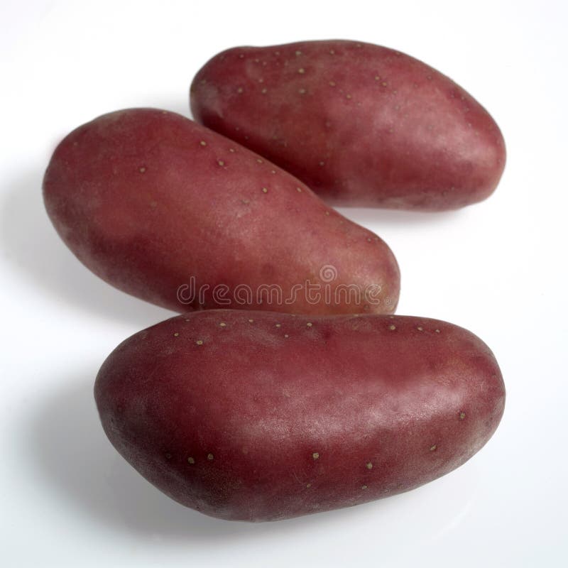 Roseval, potato (Solanum tuberosum L.)
