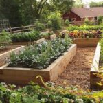 Rotation simple des cultures pour un petit potager familial