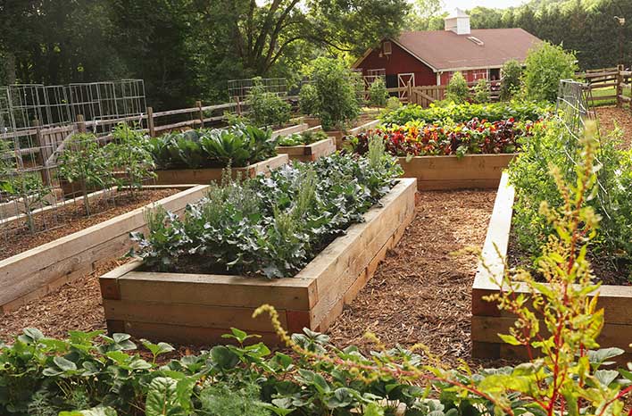 Simple crop rotation for a small family garden