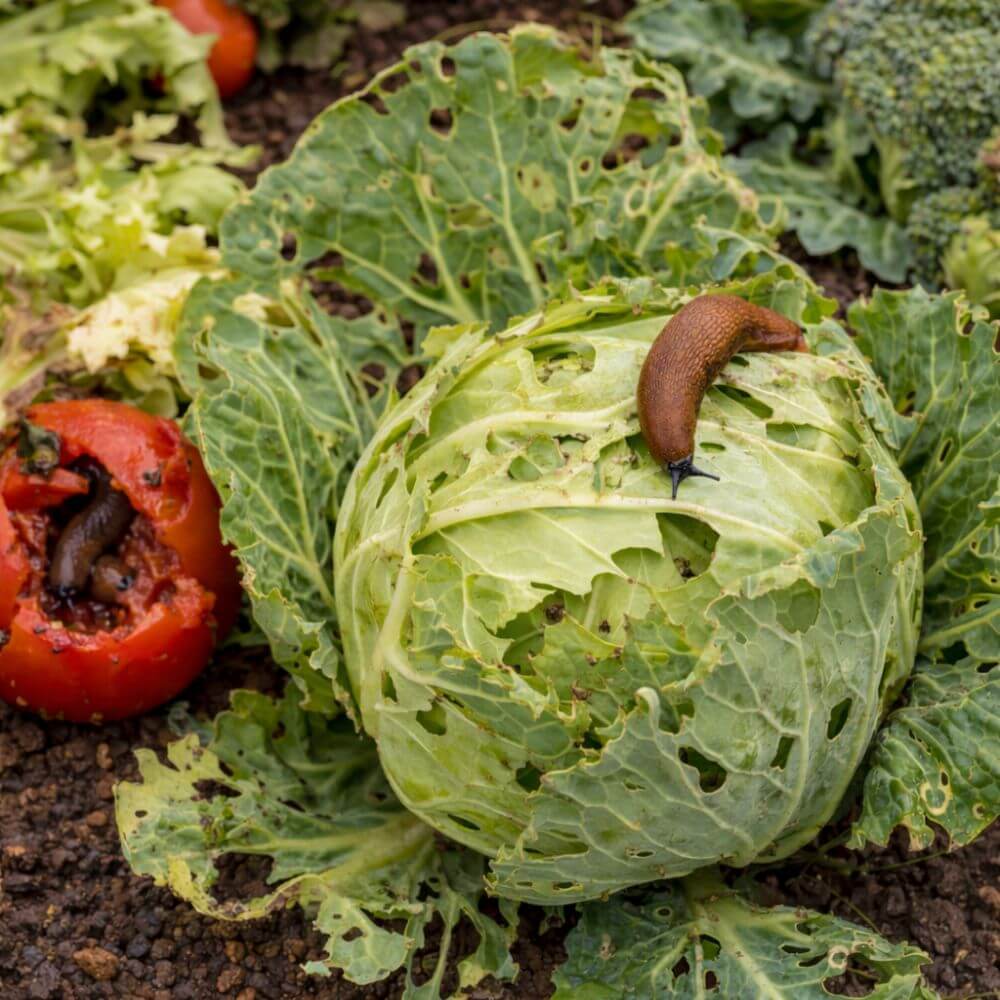Slugs at the beginning of the season: natural prevention in the vegetable garden.