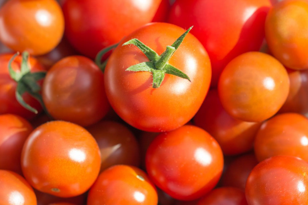 Tomato (Solanum lycopersicum L.)