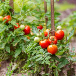 Tomates en pleine terre: Profondeur de plantation et premier tuteurage