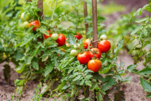 Tomates en pleine terre: Profondeur de plantation et premier tuteurage