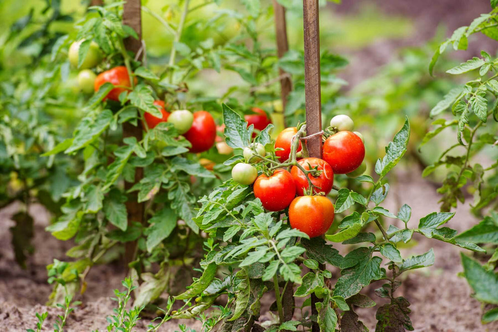 Tomatoes in the ground: Planting depth and first staking.