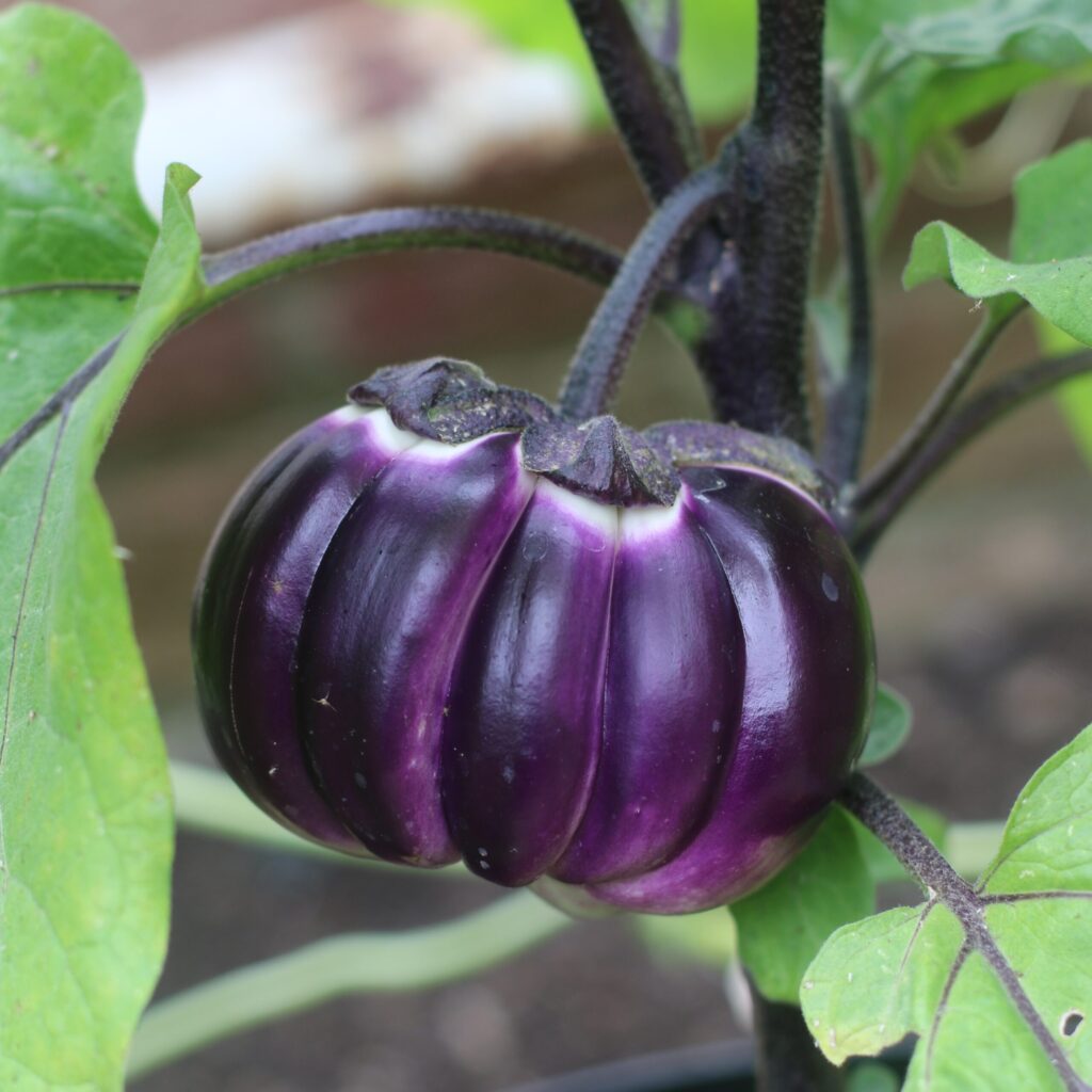 Violet of Florence, Solanum melongena L.