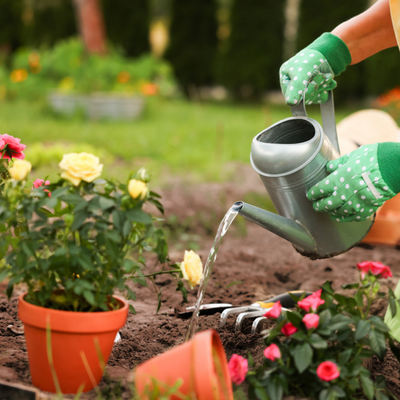 Watering the vegetable garden in spring: Rhythm, mulch, and containers