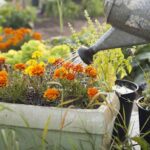 Arrosage du potager au printemps: Rythme, paillis et bacs