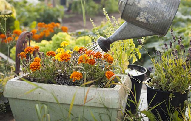 Watering the vegetable garden in spring: rhythm, mulch, and containers.