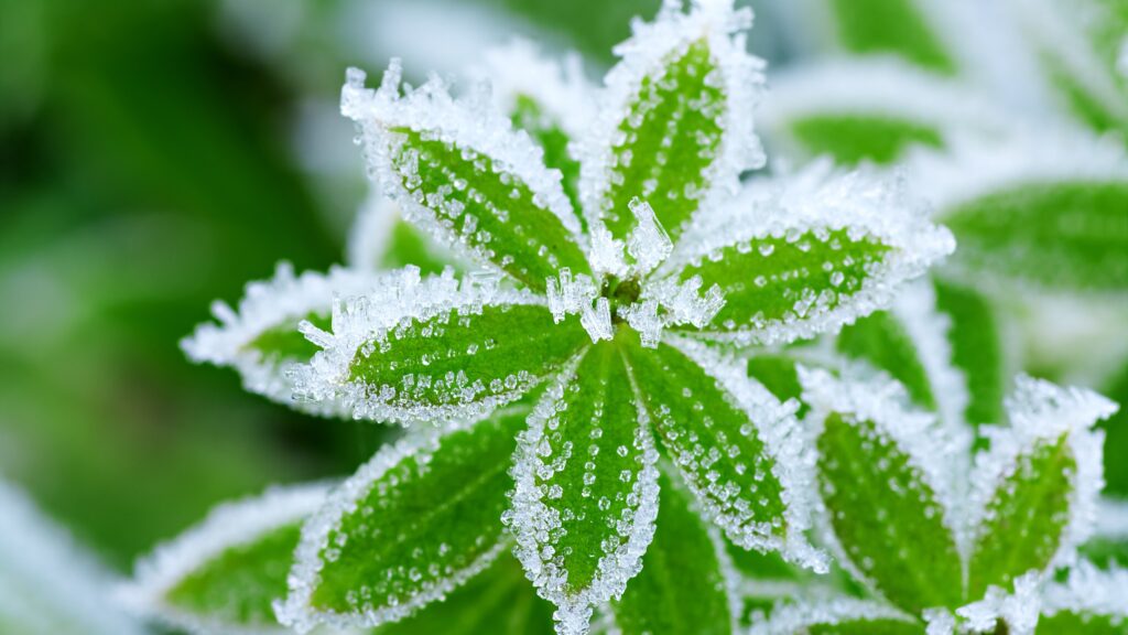 frost