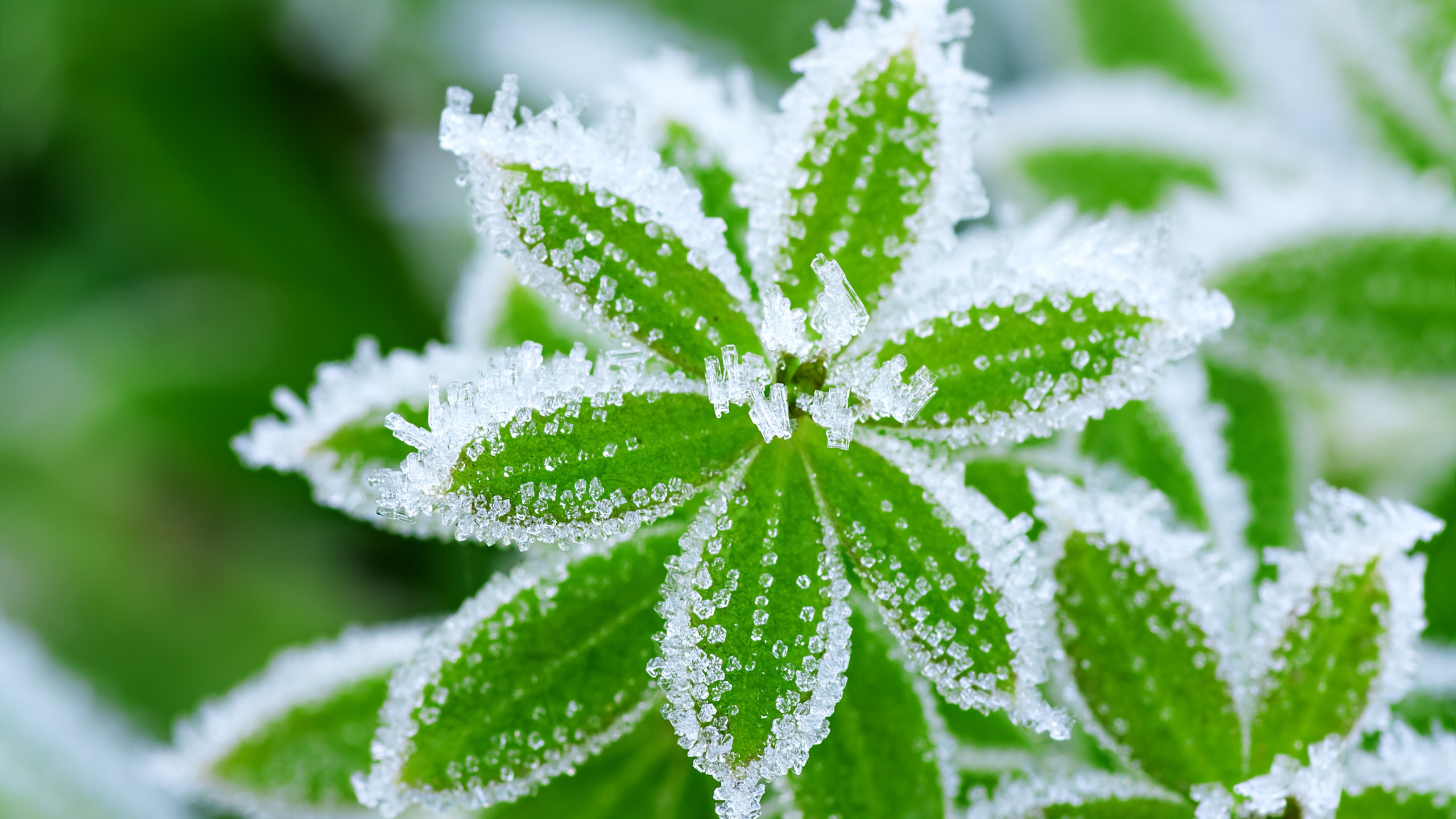 frost